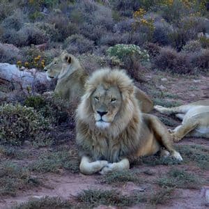 Un lion mâle à la crinière majestueuse est assis avec deux lionnes qui se reposent sur un sol poussiéreux, entouré de buissons bas et verts.