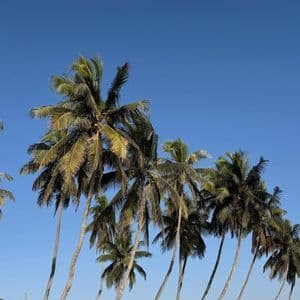 Un gruppo di alte palme con tronchi sottili e fronde verdi che si ergono verso un cielo limpido e azzurro intenso.