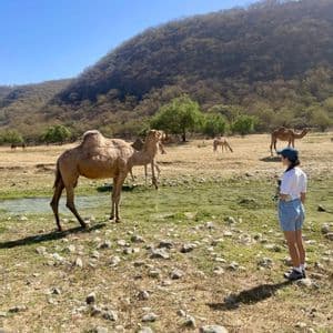 Una donna osserva diversi cammelli che pascolano in una valle verde vicino a un ruscello in una giornata di sole.