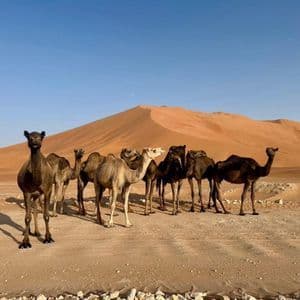 Un gruppo di cammelli si staglia nel deserto davanti a un'ampia duna di sabbia arancione sotto un cielo azzurro e sereno.