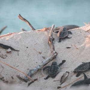 Un gruppo di piccole tartarughe marine striscia su una duna di sabbia in spiaggia, dirigendosi verso l'acqua.