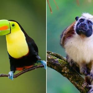 Zweigeteiltes Bild: Links ein Tukan mit farbenprächtigem Schnabel, rechts ein Tamarin-Affe, beide auf Ästen.