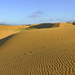 Ondulaciones formadas por el viento cubren la superficie de dunas de arena dorada en un paisaje desértico bajo un cielo azul.