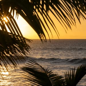 El sol brilla con un efecto de destello a través de las siluetas de palmeras sobre el océano durante un atardecer dorado.