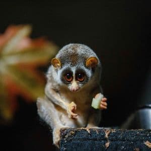 Un piccolo loris lento, dagli occhi grandi e rotondi, siede su una superficie scura e tiene un pezzetto di cibo nella mano.