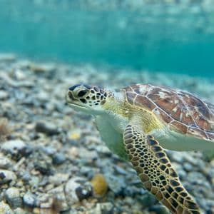 Un primo piano di una tartaruga marina che nuota in acque limpide e turchesi sopra un fondale marino ghiaioso.