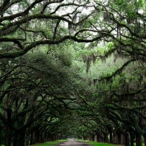 A paved road leads through a natural tunnel formed by large oak trees with mossy, arching branches overhead.