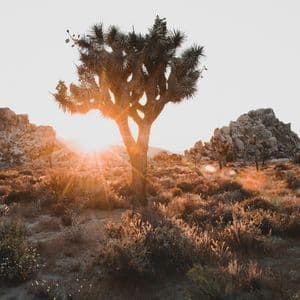 A Joshua tree stands in a desert landscape filled with shrubs and rock formations, backlit by the bright setting sun.