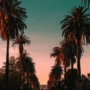A view down a street lined with tall palm trees, with the Hollywood sign visible on a distant hill at sunset.