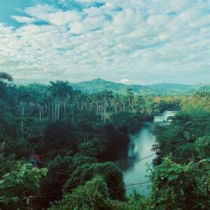 Un río ancho serpentea a través de una selva verde y exuberante llena de altas palmeras, con montañas visibles en la distancia bajo un cielo nublado.