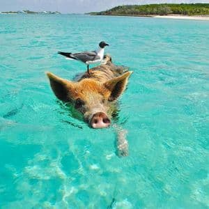 A pig swims in clear turquoise water with a seagull perched on its back, with a sandy beach in the background.