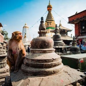 Un singe est assis sur un petit stupa en pierre dans la cour d'un temple, avec des tours dorées et blanches visibles en arrière-plan sous un ciel bleu.