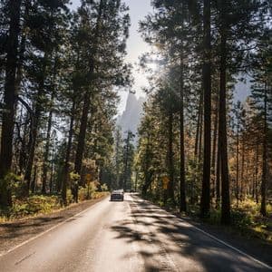 Cars drive on a sunlit road through a dense forest of tall trees, with mountains visible in the distance.