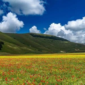 Un vasto campo di papaveri rossi e fiori selvatici gialli fiorisce davanti a dolci colline verdi sotto un cielo azzurro con nuvole bianche e gonfie.