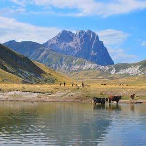 Un viaggio di gruppo WeRoad presso un lago alpino dove le mucche si abbeverano, con una grande vetta rocciosa che si staglia sullo sfondo sotto un cielo azzurro.