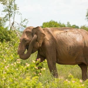 Un elefante cubierto de barro camina por un campo de arbustos verdes con flores rosas, con su trompa enroscada.
