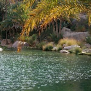 A green pool of water at an oasis, with palm trees and reeds growing on the rocky banks.