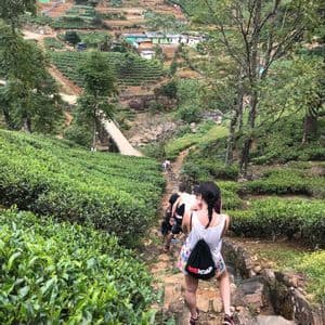 Un viaggio di gruppo WeRoad scende lungo scalinate di pietra su un sentiero che attraversa piantagioni di tè verde terrazzate.