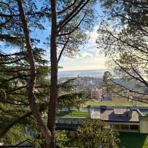 A view of a coastal city and the sea, seen from a high vantage point through the branches of tall pine trees.