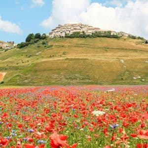 Un campo di papaveri rossi e fiori di campo, con un borgo su una collina sullo sfondo, sotto un cielo azzurro e nuvoloso.