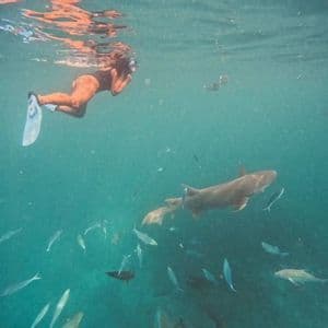 An underwater view of a person snorkeling near the surface, with nurse sharks and other fish swimming below in turquoise water.