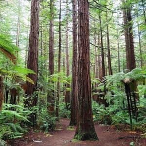 A dirt path winds through a dense forest of tall redwood trees and lush green ferns.