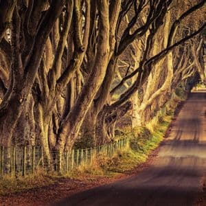 Una strada stretta si snoda attraverso una galleria di grandi alberi con rami nodosi e intrecciati che formano una volta.