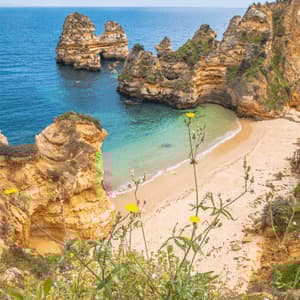 Fiori selvatici gialli su una scogliera si affacciano su una spiaggia sabbiosa appartata in una caletta con acqua turchese e grandi faraglioni dorati.