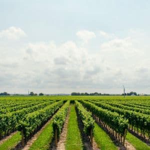 Long, straight rows of lush green grapevines in a large vineyard stretch toward the horizon under a partly cloudy sky.