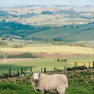 A white woolly sheep stands on a green hill overlooking a vast valley of rolling fields and distant mountains.