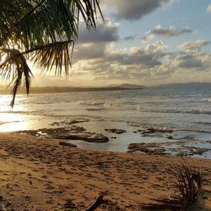Una palma su una spiaggia sabbiosa e rocciosa al tramonto, con la luce dorata che si riflette sull'oceano e sulle colline in lontananza.