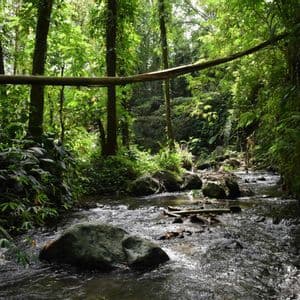 Un ruscello pietroso serpeggia attraverso una lussureggiante giungla verde, con un grande palo di bambù che attraversa il paesaggio.