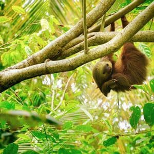 Un bradipo marrone e peloso pende a testa in giù da un grosso ramo d'albero, immerso in una lussureggiante giungla verde.
