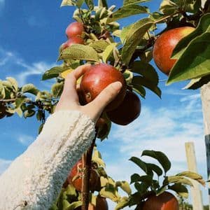 A hand in a white sweater picks a ripe red apple from a tree branch against a bright blue sky.