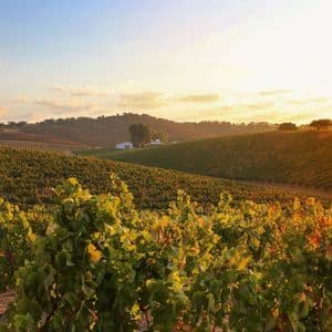 Sole dorato illumina dolci colline ricoperte di vigneti, con un edificio bianco in lontananza.