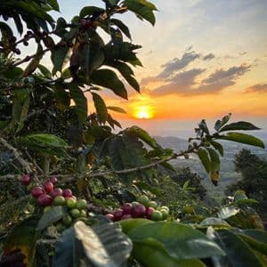 Nahaufnahme von grünen und roten Kaffeekirschen an einer Pflanze, mit einem Sonnenuntergang über einer hügeligen Landschaft im Hintergrund.