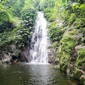 Ein Wasserfall stürzt eine moosbewachsene Felswand hinab in ein natürliches Wasserbecken in einem üppig grünen Dschungel.