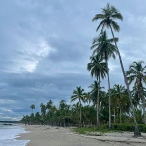 Hohe Palmen säumen einen Sandstrand, während Wellen des Ozeans unter einem bewölkten Himmel ans Ufer schlagen.