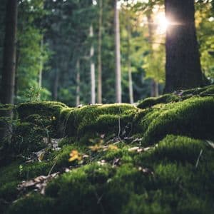 Una ripresa ravvicinata e dal basso di un sottobosco ricoperto di muschio, con il sole che filtra tra alberi alti e sfocati.