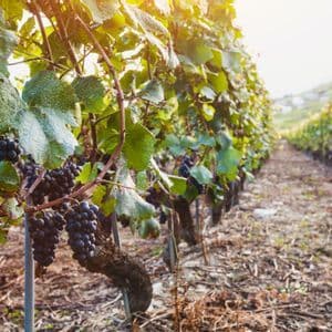 Primo piano di uva viola matura che pende da una vite contorta in un filare di vigneto illuminato dal sole.