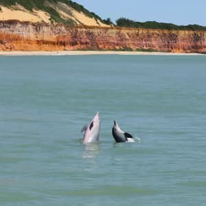 Due delfini emergono nell'acqua blu-verde con una spiaggia sabbiosa e grandi scogliere colorate sullo sfondo.