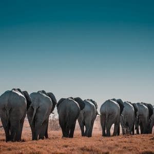 Rear view of a herd of elephants walking in a line across a dry savanna under a large, clear blue sky.
