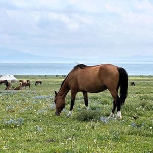 Un cheval brun broute dans une prairie luxuriante de fleurs sauvages, avec des yourtes et un grand lac en arrière-plan sous un ciel nuageux.