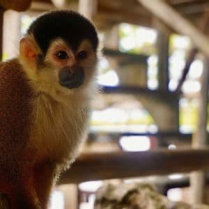 A close-up of a squirrel monkey with an orange-brown body and black fur cap, looking directly at the camera.