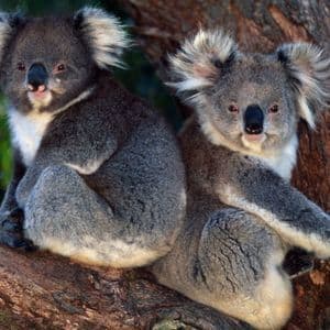 Due koala grigi con orecchie morbide seduti fianco a fianco su un grosso ramo d'albero.