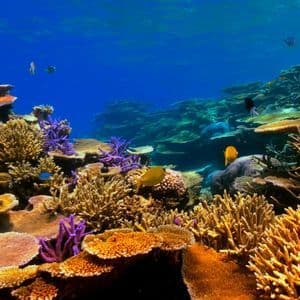 Una vista subacquea di una colorata barriera corallina con formazioni gialle, viola e arancioni, e vari pesci che nuotano nell'acqua blu.