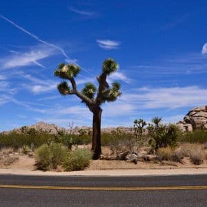 A Joshua tree stands on the side of an asphalt road in a desert landscape, with rocky formations under a clear blue sky.