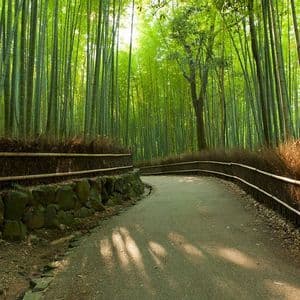 Un sentiero lastricato si snoda attraverso una fitta foresta di bambù verde, con la luce del sole che proietta ombre sul terreno.