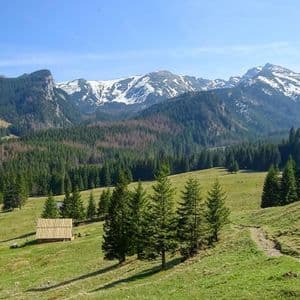Una baita in legno si trova su un verde pendio erboso, con una vasta pineta e montagne innevate sullo sfondo.