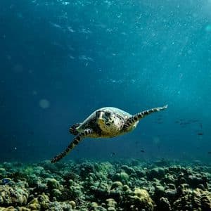 Uno scatto subacqueo di una tartaruga marina che nuota su una barriera corallina in acqua cristallina e blu intenso, con i raggi del sole che filtrano dall'alto.